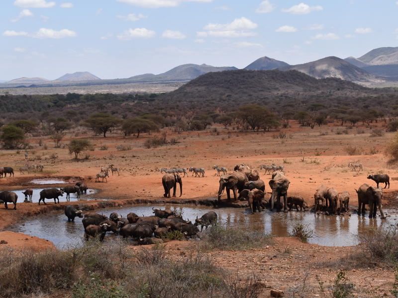 Je bekijkt nu Kilaguni Serena Safari Lodge